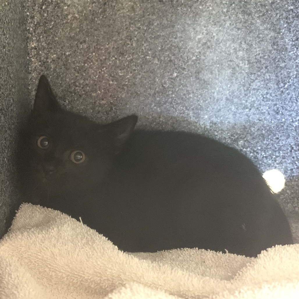 Shelter Stray Male Cat last seen , 361 S Raymond Ave, Pasadena, CA 91105, USA