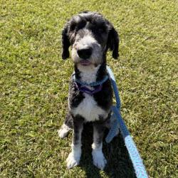 Shelter Stray Female Dog last seen , 244 Georgetown Rd, Jacksonville, NC 28540, USA