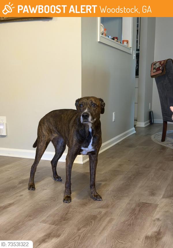 Found/Stray Female Dog last seen Pine creek dr, Woodstock, GA 30188