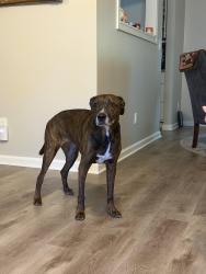 Found/Stray Female Dog last seen Pine creek dr, Woodstock, GA 30188