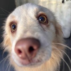 Shelter Stray Unknown Dog last seen , 980 Guilford College Rd, Greensboro, NC 27409, USA