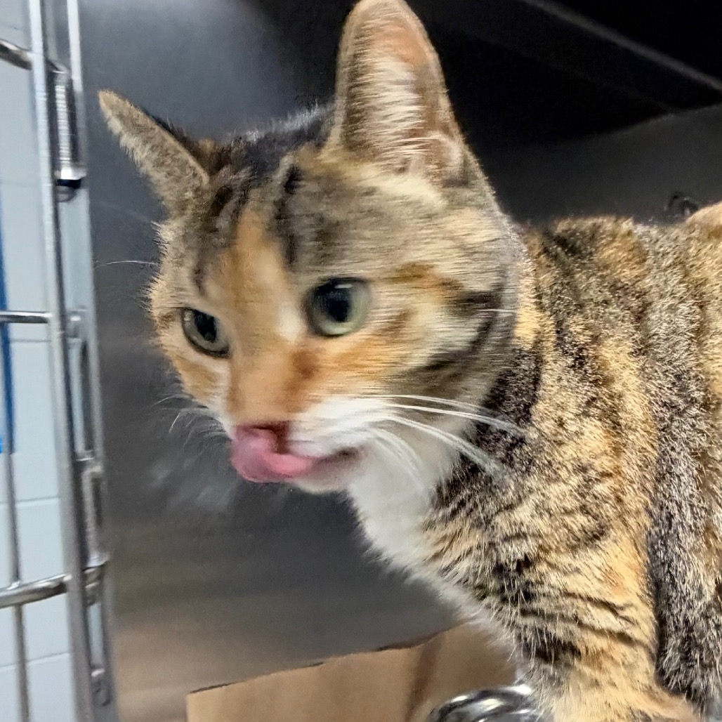 Shelter Stray Female Cat last seen , 328 Furman Hall Rd, Greenville, SC 29609, USA