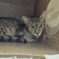Shelter Stray Female Cat last seen , Animal Care & Control Team of Philly, 111 W Hunting Park Ave, Philadelphia, PA 19140, USA