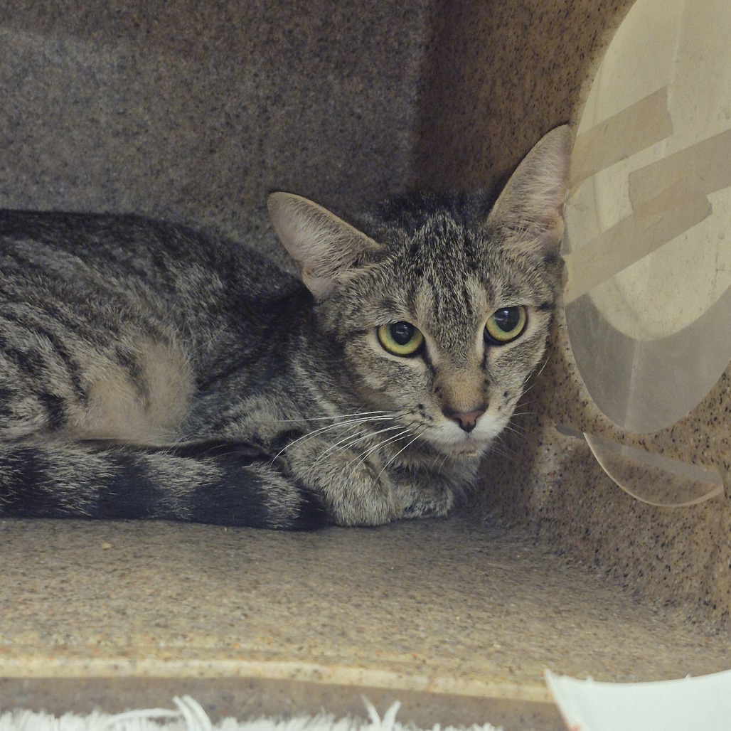 Shelter Stray Female Cat last seen , Animal Care & Control Team of Philly, 111 W Hunting Park Ave, Philadelphia, PA 19140, USA