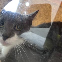 Shelter Stray Female Cat last seen , Animal Care & Control Team of Philly, 111 W Hunting Park Ave, Philadelphia, PA 19140, USA