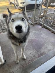 Found/Stray Unknown Dog last seen Sea isle rd, Memphis, TN 38117
