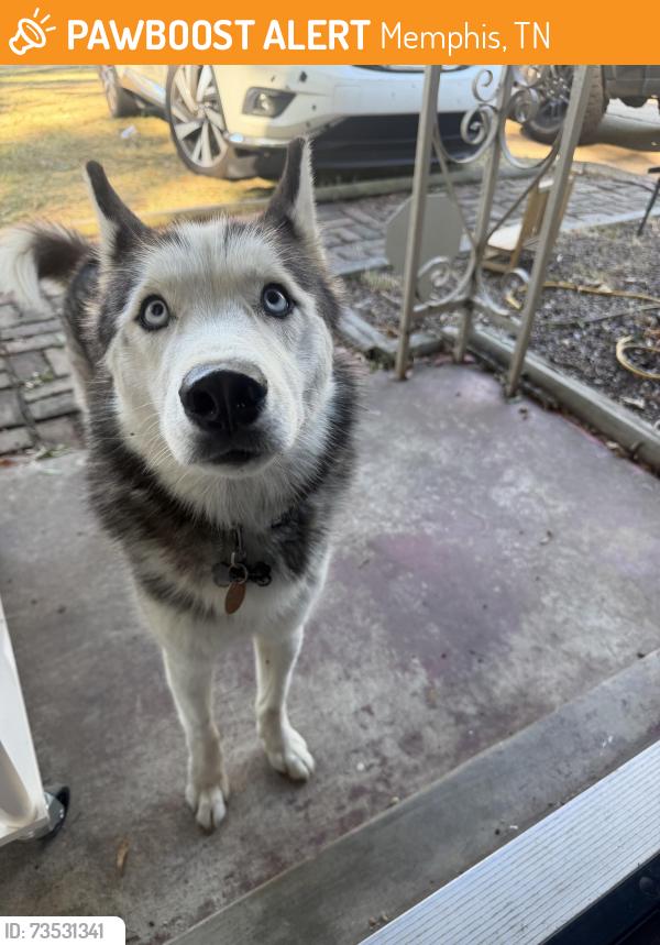 Found/Stray Unknown Dog last seen Sea isle rd, Memphis, TN 38117