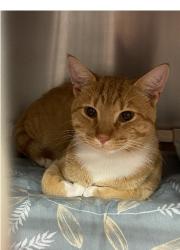 Reunited Male Cat last seen June St & Elgin St, Nashua, NH 03060