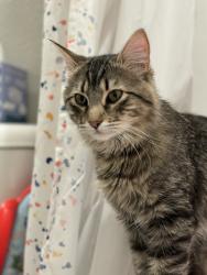 Reunited Male Cat last seen 20th st and 10th ave, Greeley, CO 80631