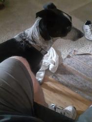 Found/Stray Female Dog last seen Reservoir and Flanders Street, Centennial, CO 80015