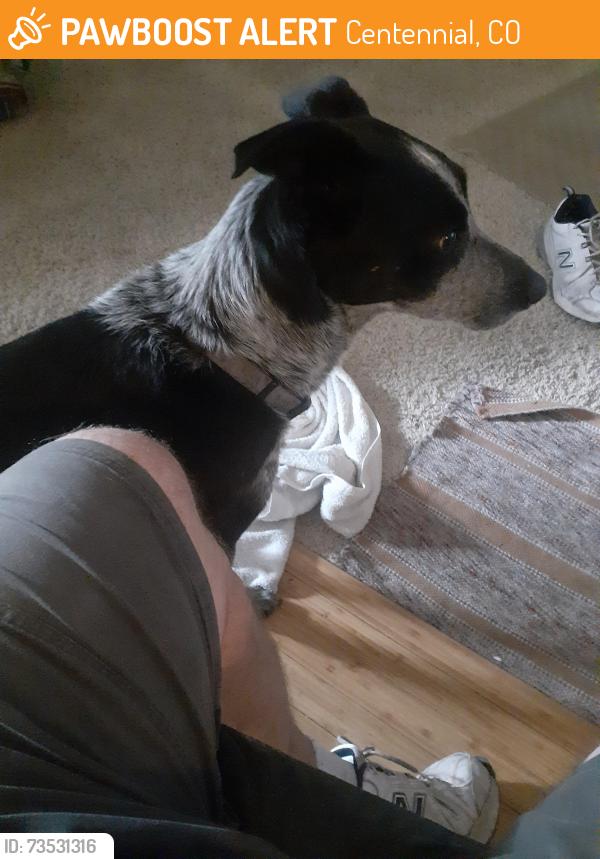 Found/Stray Female Dog last seen Reservoir and Flanders Street, Centennial, CO 80015