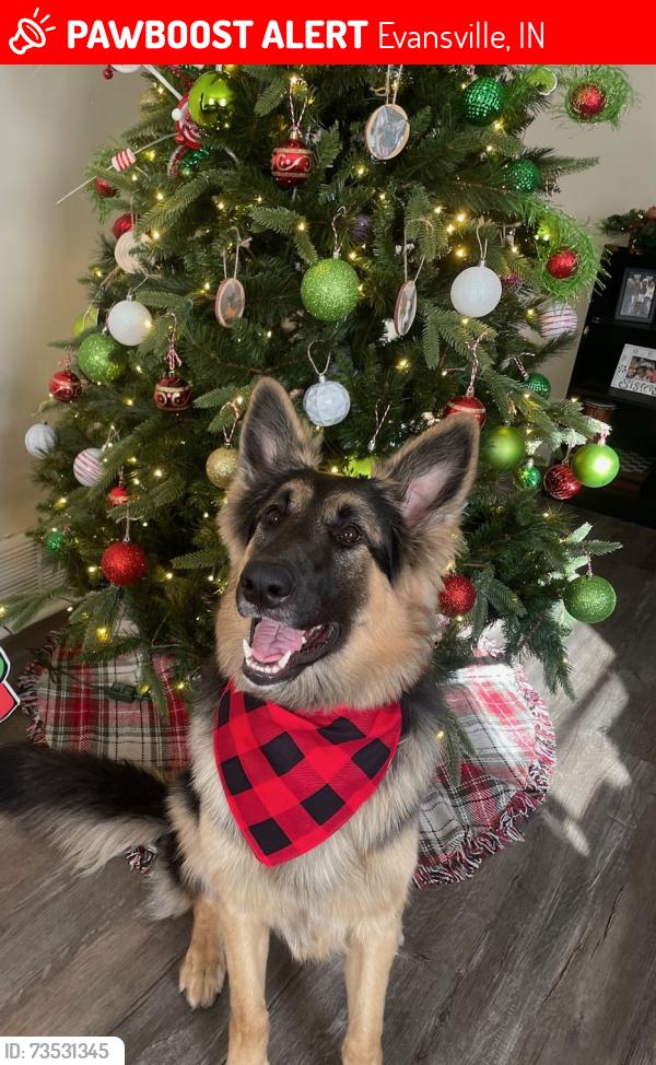 Lost Female Dog last seen E Indiana St, Evansville, IN 47714