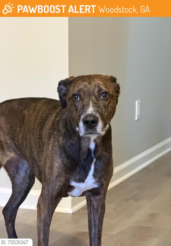 Found/Stray Female Dog last seen Pine dr, Woodstock, GA 30188