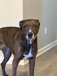 Found/Stray Female Dog last seen Pine dr, Woodstock, GA 30188