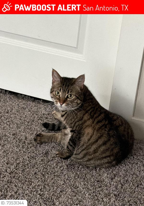 Lost Female Cat last seen Alamo parkway, San Antonio, TX 78253