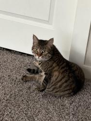 Lost Female Cat last seen Alamo parkway, San Antonio, TX 78253