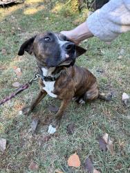Found/Stray Male Dog last seen Springdale st and Jackson ave, Memphis, TN 38108