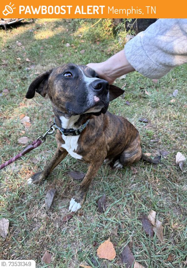 Found/Stray Male Dog last seen Springdale st and Jackson ave, Memphis, TN 38108