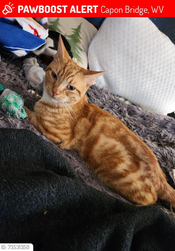 Lost Male Cat last seen Dillons run, Capon Bridge, WV 26711