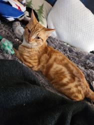 Lost Male Cat last seen Dillons run, Capon Bridge, WV 26711