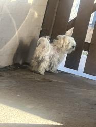 Found/Stray Male Dog last seen 63rd Ave and Maryland, Glendale, AZ 85048
