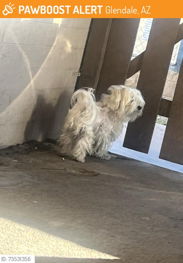 Found/Stray Male Dog last seen 63rd Ave and Maryland, Glendale, AZ 85048