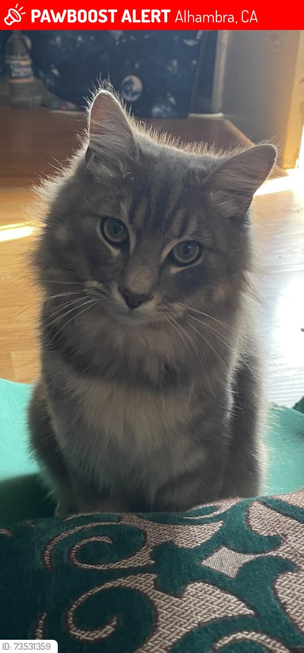 Lost Male Cat last seen Woodward, Alhambra, CA 91801