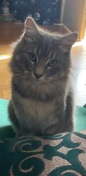 Lost Male Cat last seen Woodward, Alhambra, CA 91801