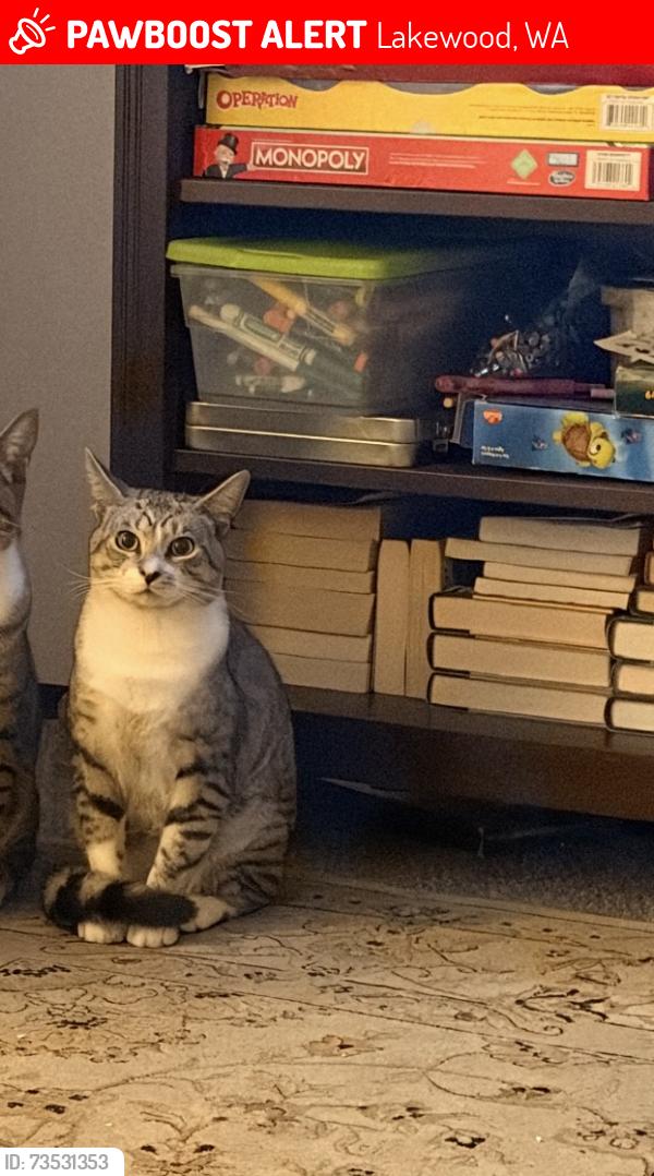 Lost Male Cat last seen 150th street, Lakewood, WA 98439