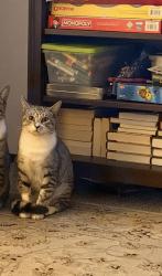 Lost Male Cat last seen 150th street, Lakewood, WA 98439