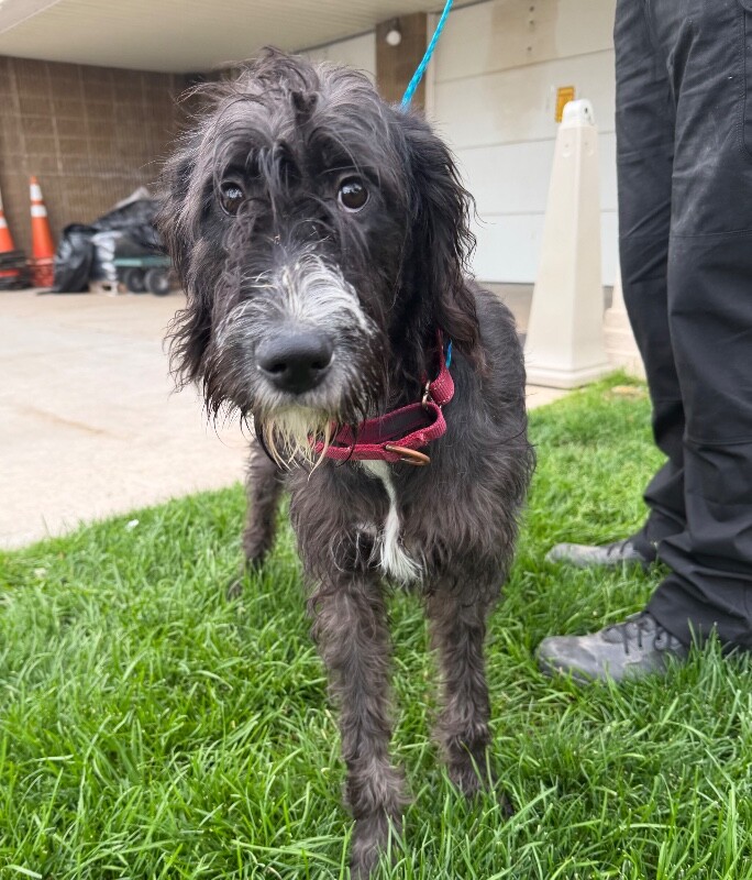 Shelter Stray Female Dog last seen Near W Layton Pkwy, Layton, UT 84041, USA, 1422 E 600 N, Fruit Heights, UT 84037, USA