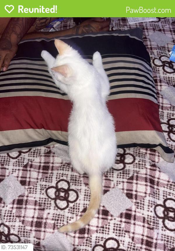 Reunited Male Cat last seen Eucalyptus and Alondra blvd, Bellflower, CA 90706