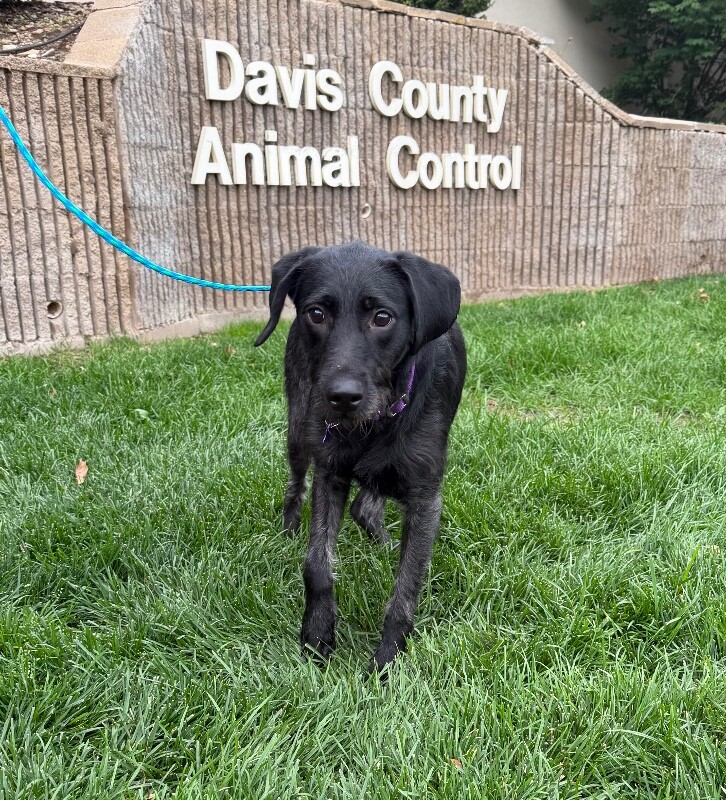 Shelter Stray Female Dog last seen Near W Layton Pkwy, Layton, UT 84041, USA, 1422 E 600 N, Fruit Heights, UT 84037, USA