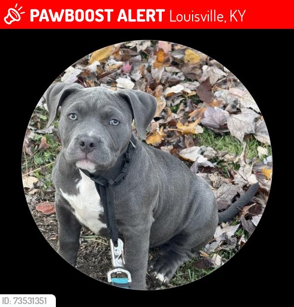 Lost Female Dog last seen Near Crockett Drive, 40258, Louisville, KY 40258