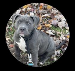 Lost Female Dog last seen Near Crockett Drive, 40258, Louisville, KY 40258