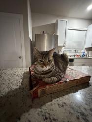 Lost Female Cat last seen Alamo Parkway in bison Ridge, San Antonio, TX 78253