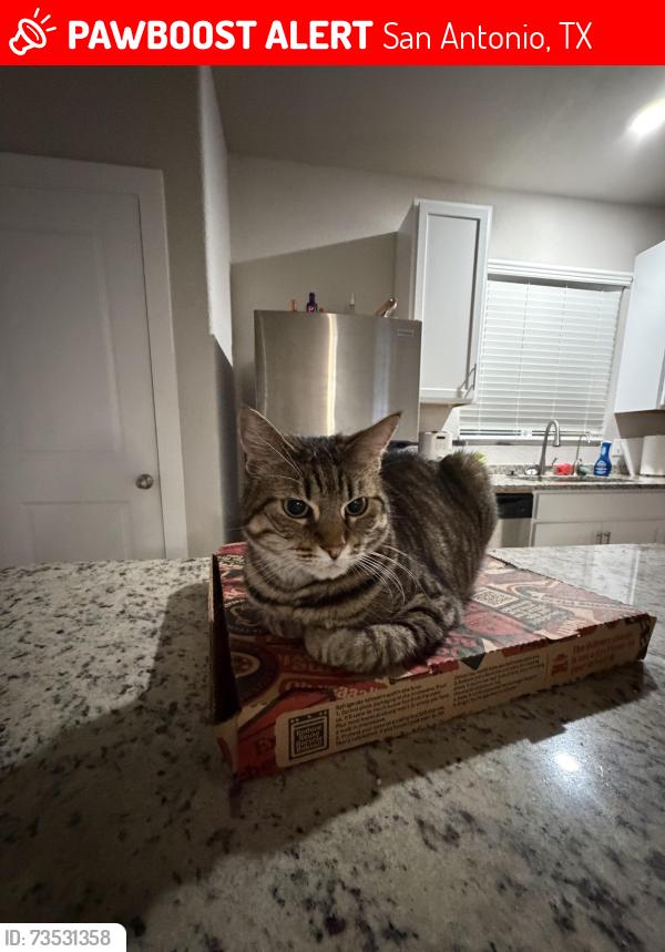 Lost Female Cat last seen Alamo Parkway in bison Ridge, San Antonio, TX 78253
