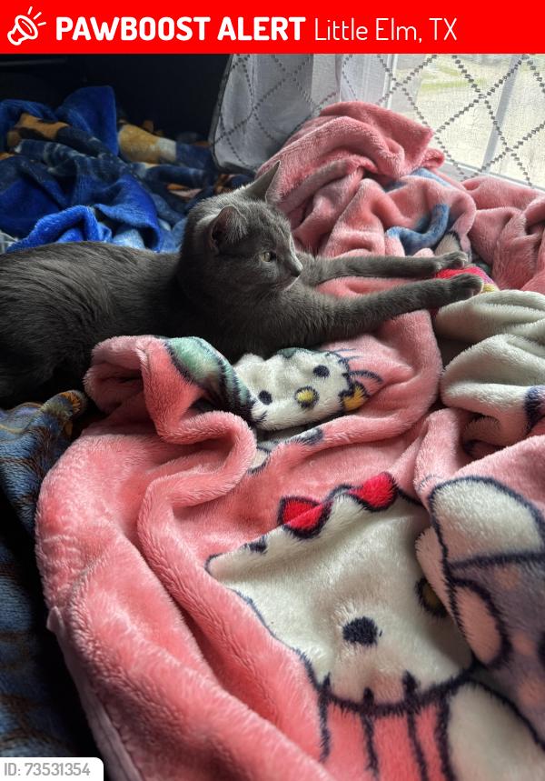 Lost Female Cat last seen Near and sunflower drive, Little Elm, TX 75068