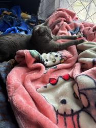 Lost Female Cat last seen Near and sunflower drive, Little Elm, TX 75068