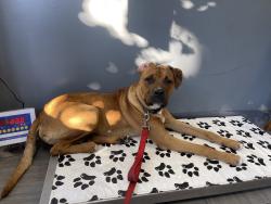 Found/Stray Male Dog last seen Bedford Ave & Clarkson Ave, Brooklyn, NY 11226