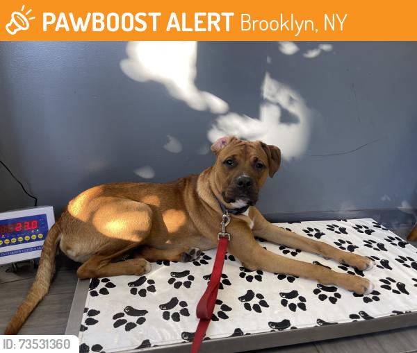 Found/Stray Male Dog last seen Bedford Ave & Clarkson Ave, Brooklyn, NY 11226