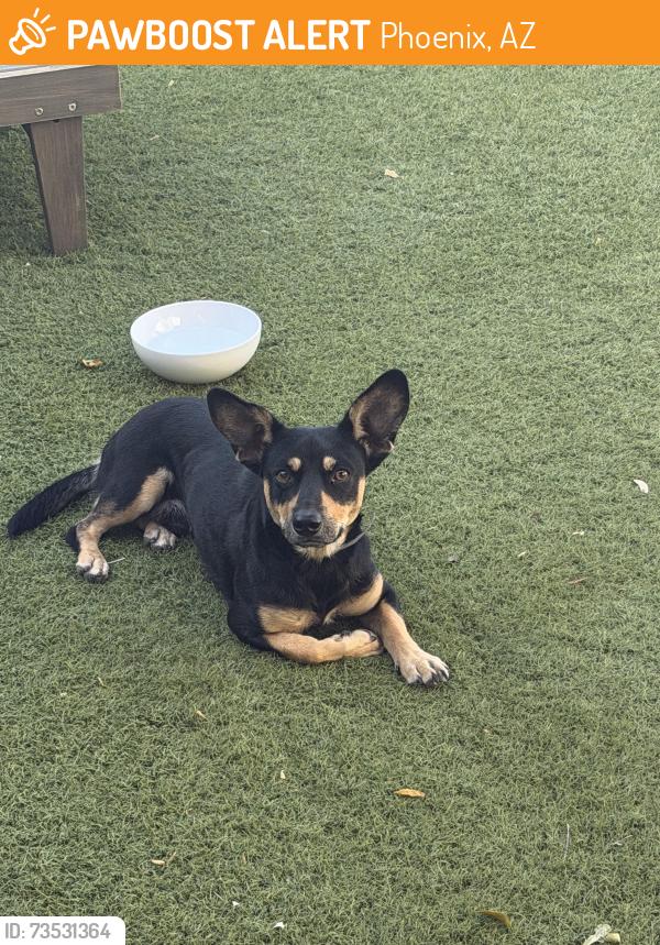 Found/Stray Male Dog last seen 21st and Osborn Rd, Phoenix, AZ 85015