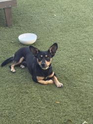 Found/Stray Male Dog last seen 21st and Osborn Rd, Phoenix, AZ 85015