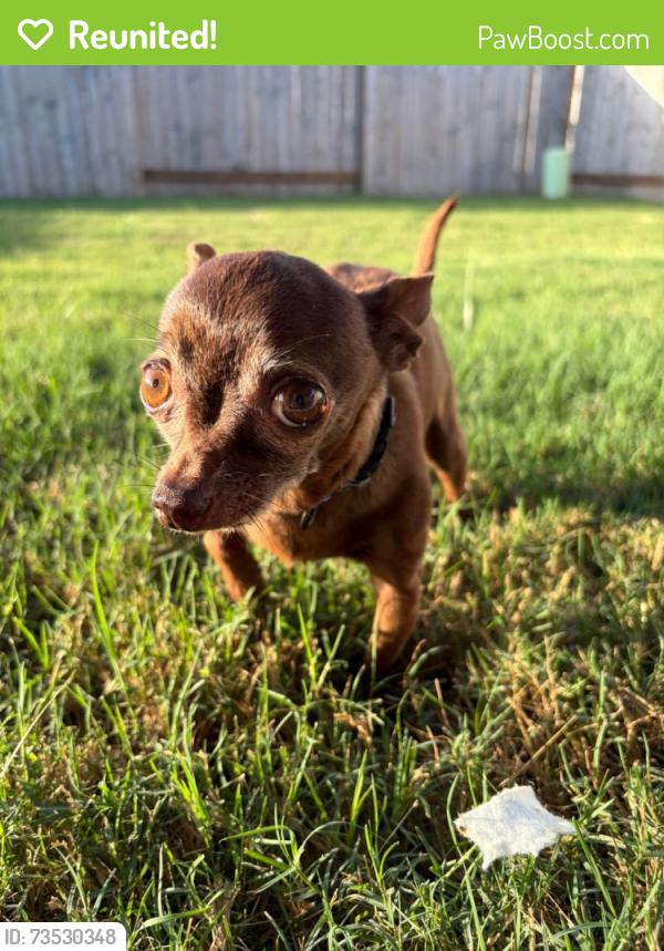 Reunited Male Dog last seen Marconi Corsco and Mazzini Dr, Richmond, TX 77406