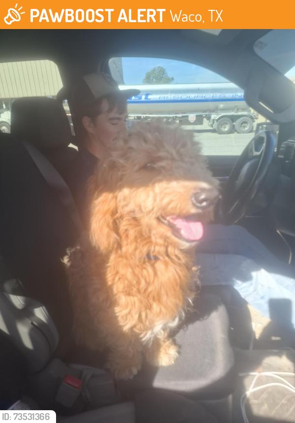 Found/Stray Male Dog last seen Loop 340 and hwy 6 waco tx, Waco, TX 76705