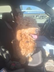 Found/Stray Male Dog last seen Loop 340 and hwy 6 waco tx, Waco, TX 76705