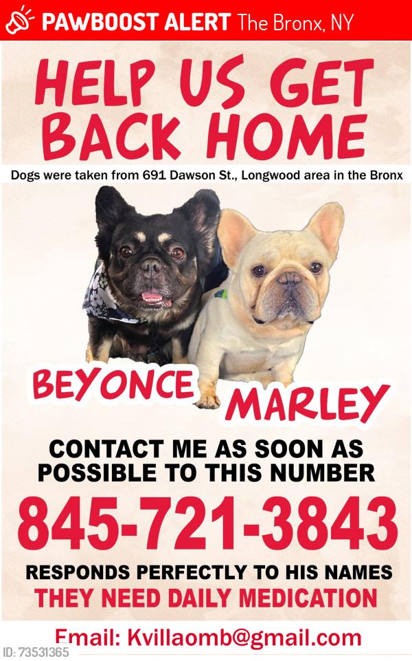 Lost Female Dog last seen Near Dawson St, Bronx NY, The Bronx, NY 10455