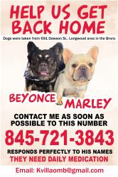 Lost Female Dog last seen Near Dawson St, Bronx NY, The Bronx, NY 10455