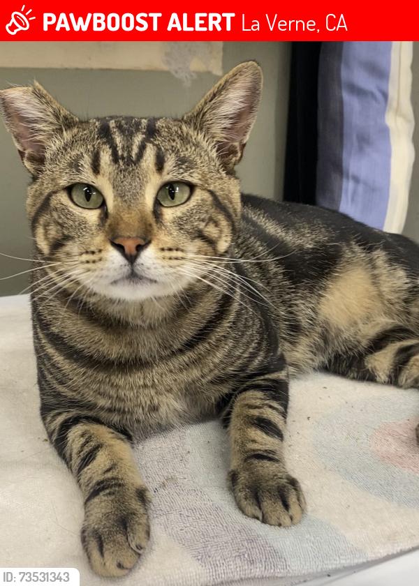 Lost Male Cat last seen G Street, F Street, La Verne, CA 91750