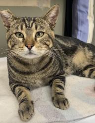 Lost Male Cat last seen G Street, F Street, La Verne, CA 91750